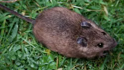 wildlife - field mouse on grass