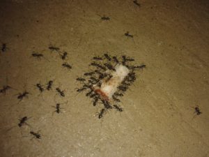Pests in your home - ants